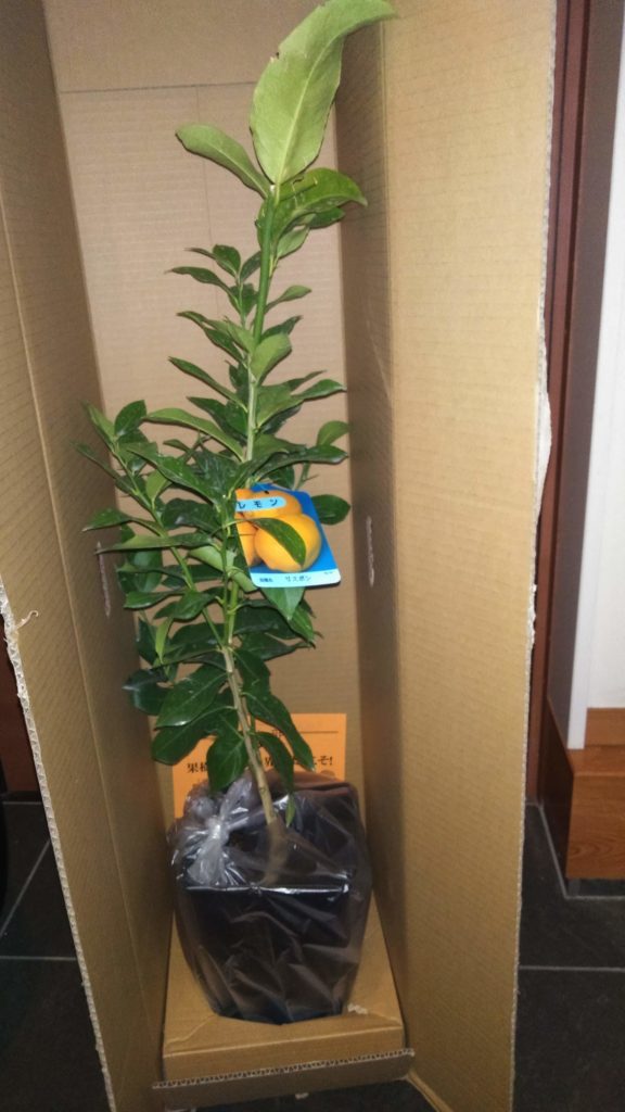 レモンの木 育て方！ 鉢植えがおすすめ 種類は？実がつくの？ | naru shop